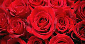 How to Survive Being Single on Valentine's Day