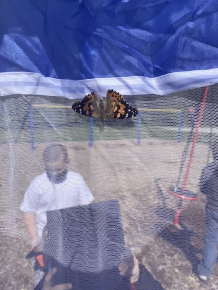 Butterfly Release