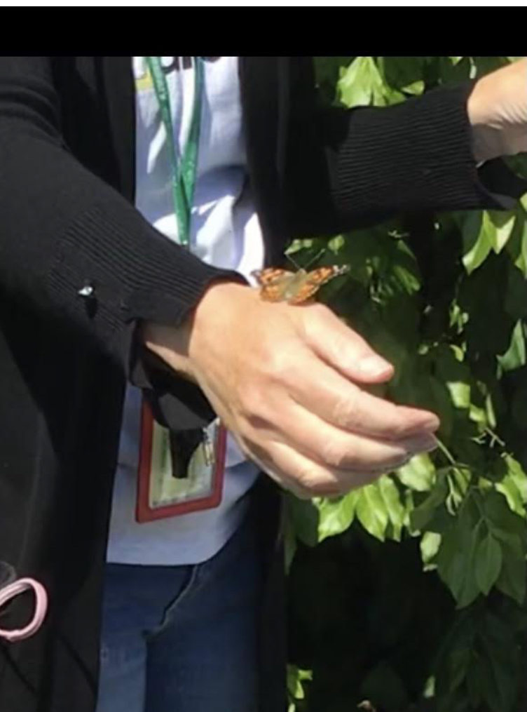 Butterfly Release